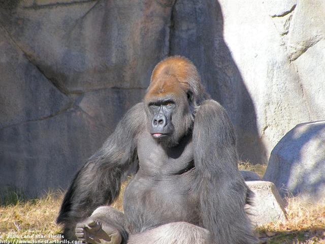 fwzoo-worldofprimates004 (Small).jpg