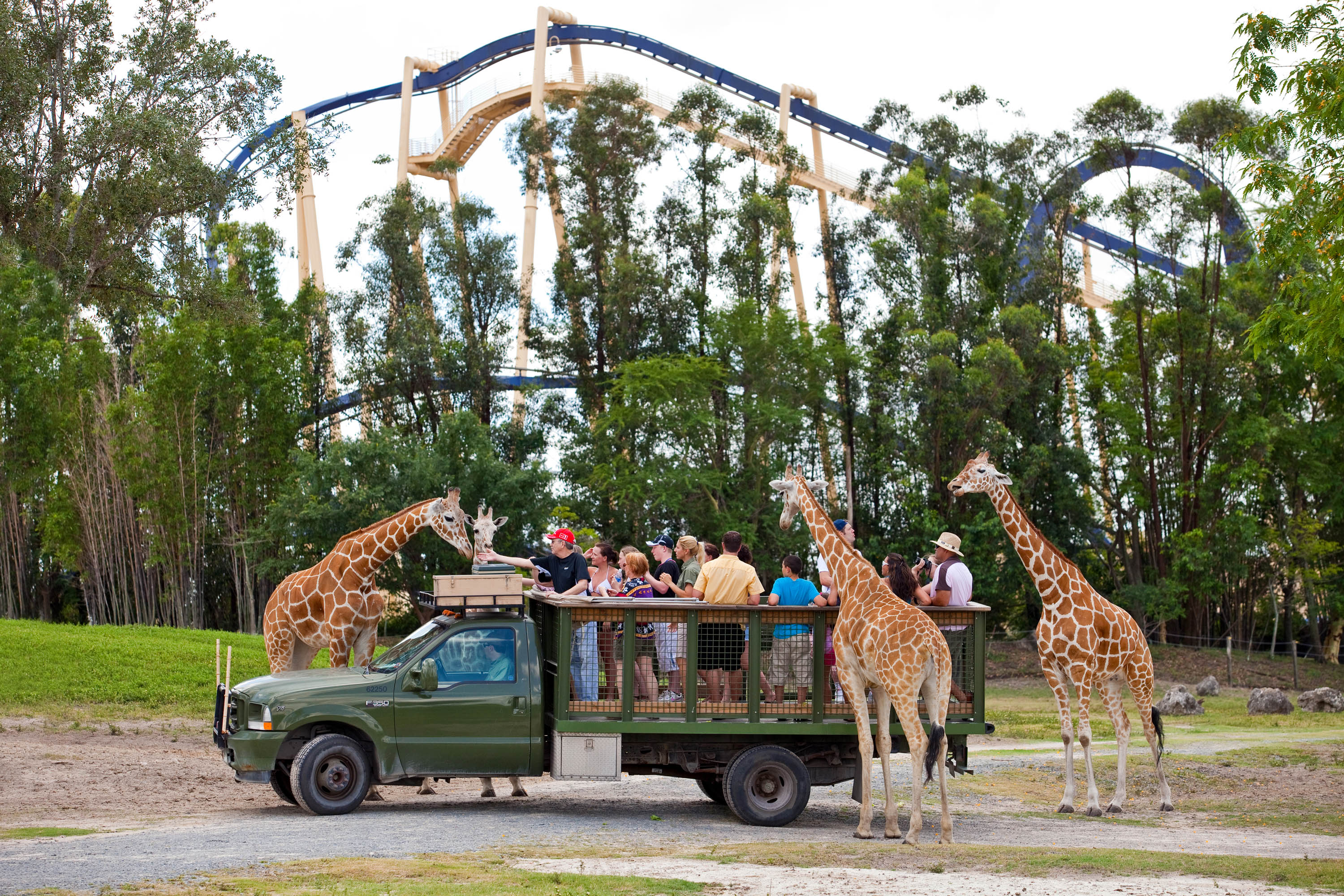 Busch Gardens Tampa Bay BGT BGA Discussion Thread Page 365 Busch Gardens Tampa Bay BGT BGA Discussion Thread Page 365