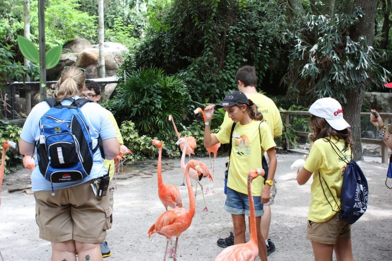 Theme Park Review Photo Tr Busch Garden S Adventure Camp