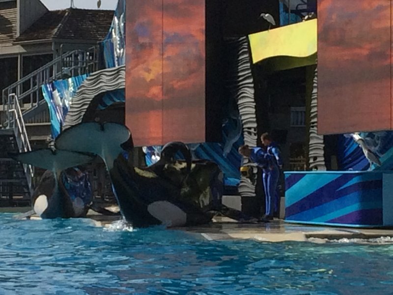 Shamu Beached Whale.JPG (555.72 KiB) Viewed 4387 times Shamu Beached Whale.JPG