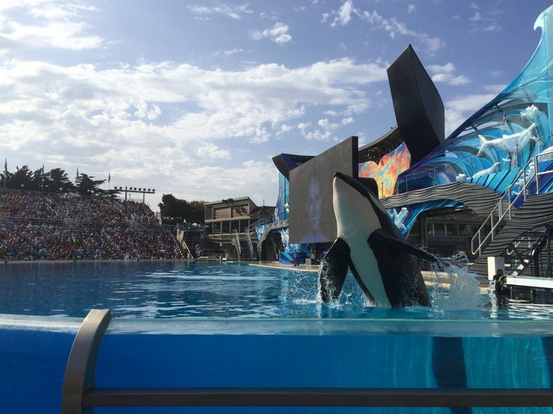Shamu Jump (Day).JPG (772.73 KiB) Viewed 4387 times Shamu Jump (Day).JPG