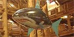 SHARKS! At WDW Wilderness Lodge!