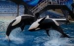 A Statement from SeaWorld