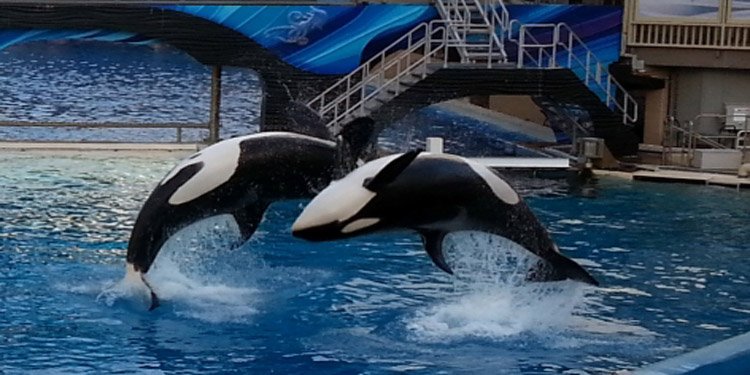 A Statement from SeaWorld