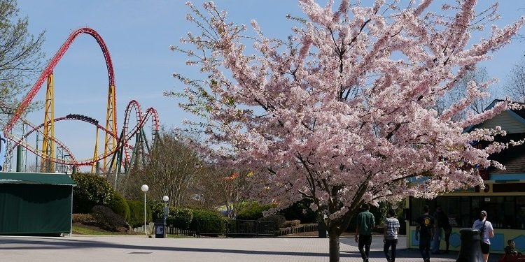 Spring Bloom Festival at Kings Dominion!