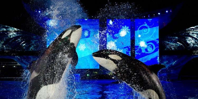 Details on SeaWorld's Christmas Celebration!