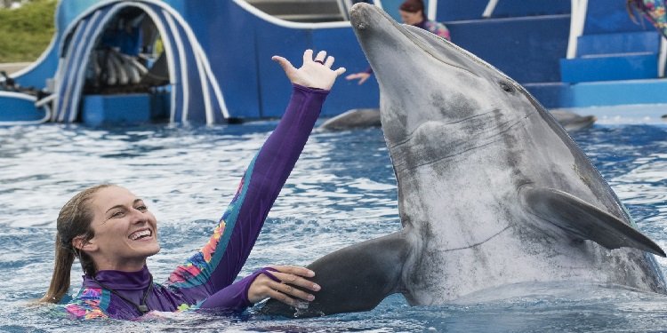 New Dolphin Show Coming to SeaWorld!