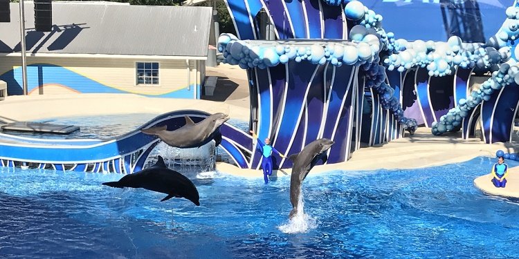 New Dolphin Days Show at SeaWorld Orlando!
