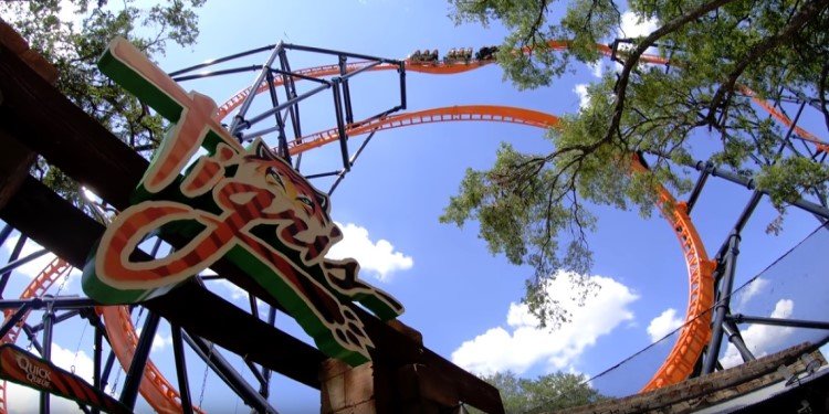 Multi-Angle, 4K POV Video of Tigris!