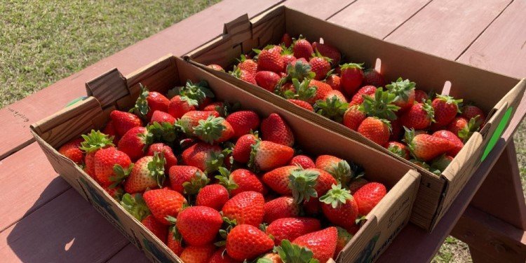 Strawberry Picking & More at Southern Hill Farms!